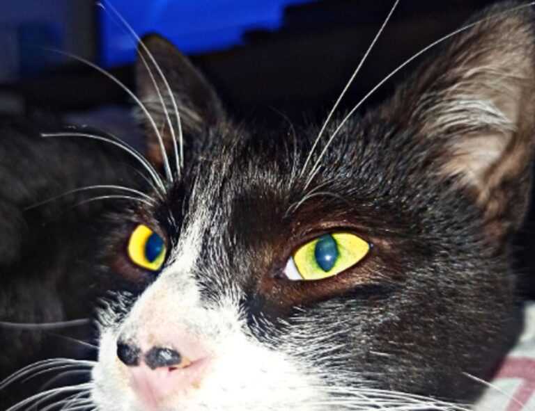 culture updates roarcultable