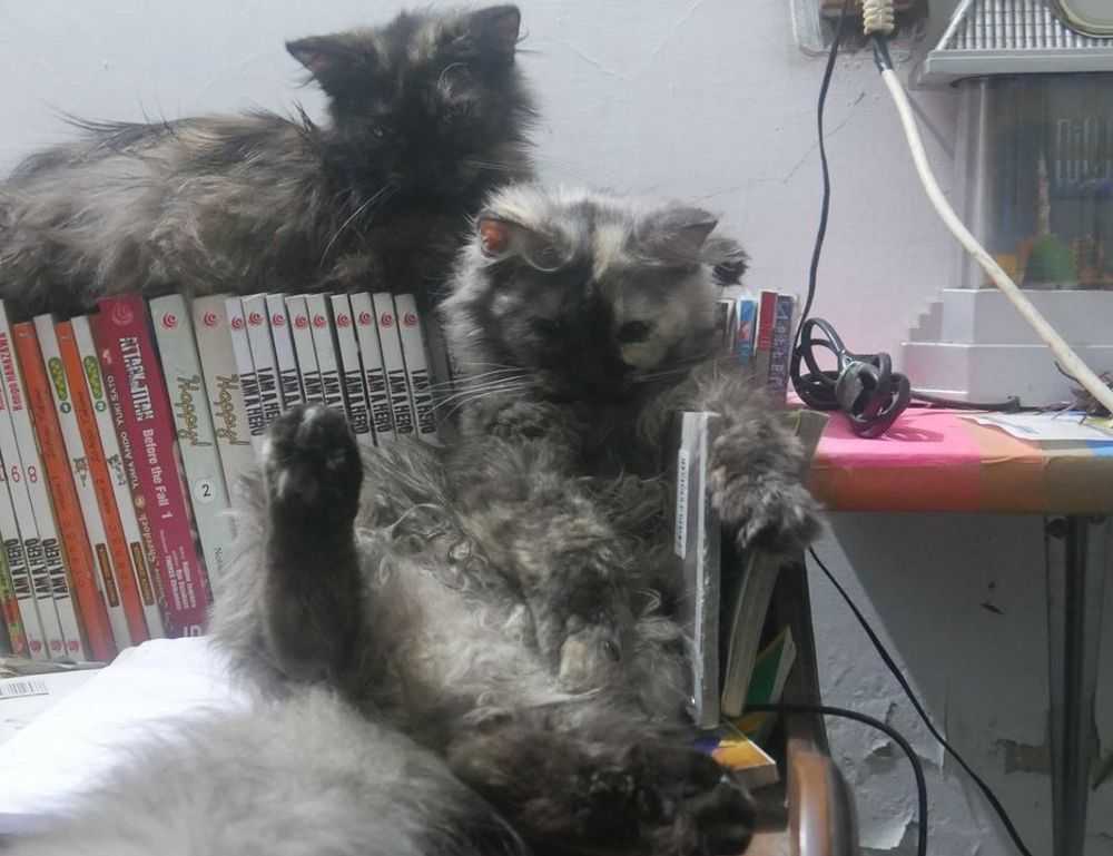 traditional nutritions roarcultable