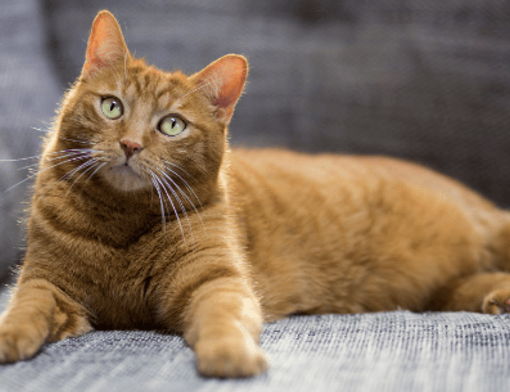 which culture do i belong to roarcultable