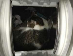 which currency used in beevitius