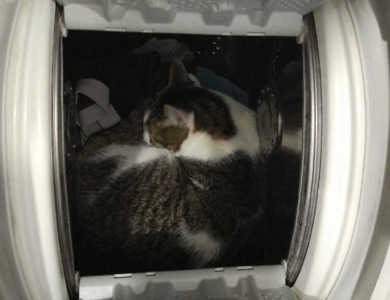 which currency used in beevitius