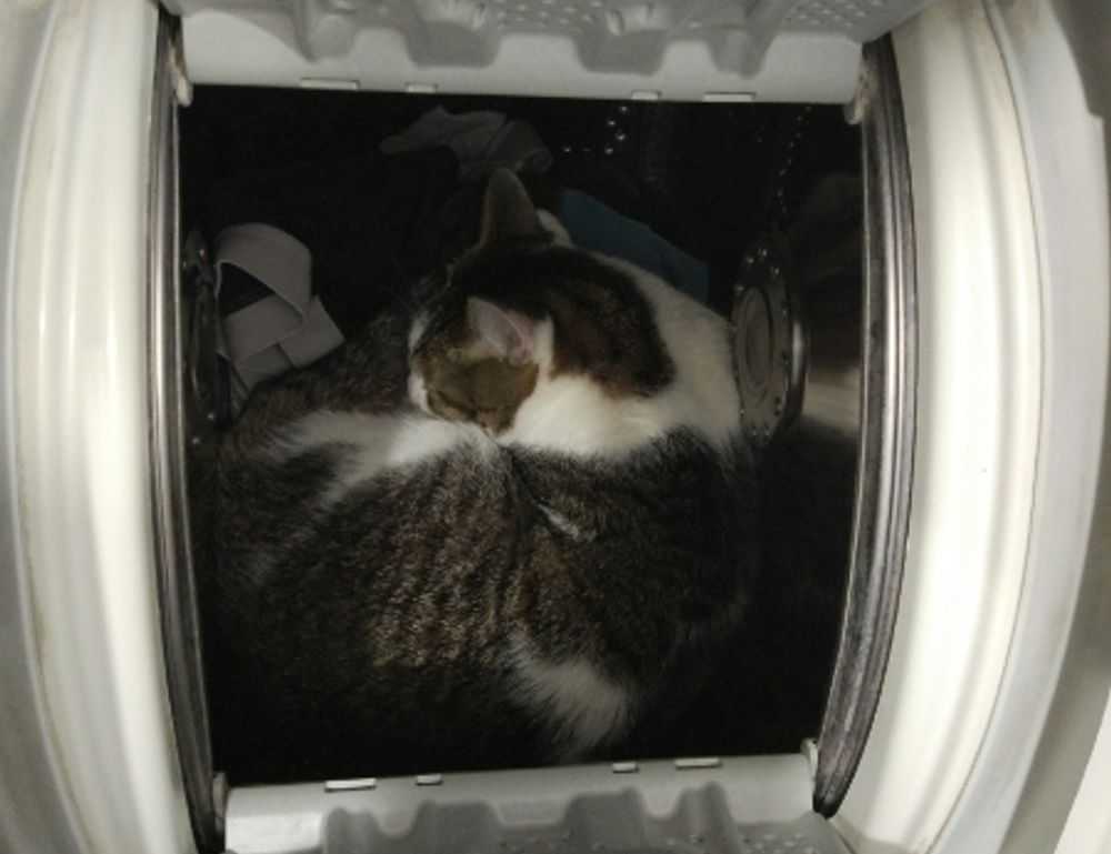 which currency used in beevitius