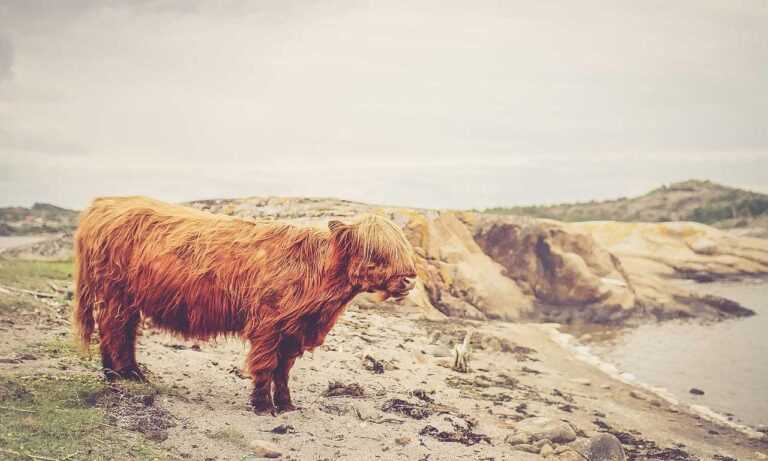 andreea bostanica inaltime