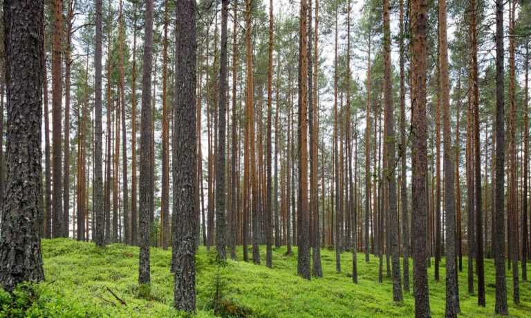 mikayla campinos leak nude