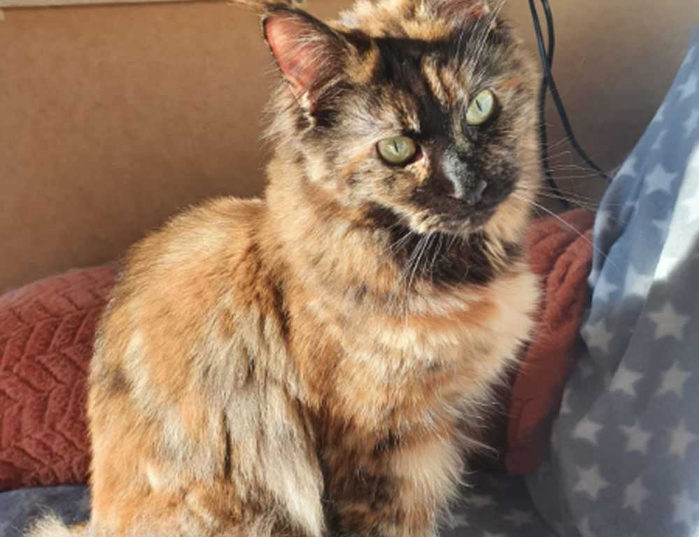 sophiesouth onlyfans